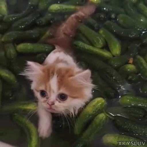🥒 Стикер «Kittens 4» для Telegram