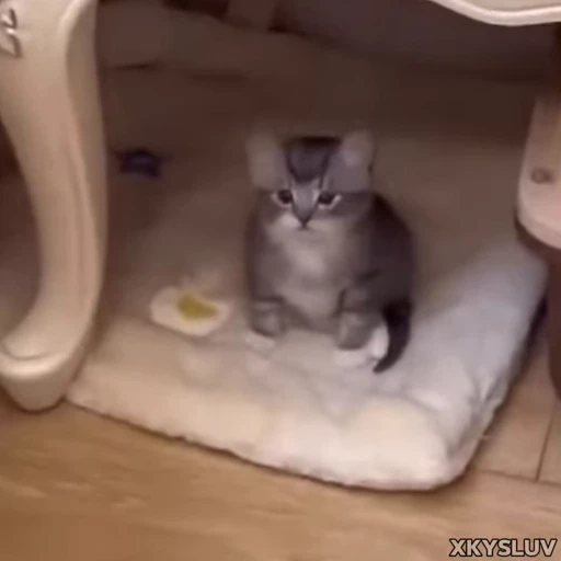 😐 Стикер «Kittens 4» для Telegram