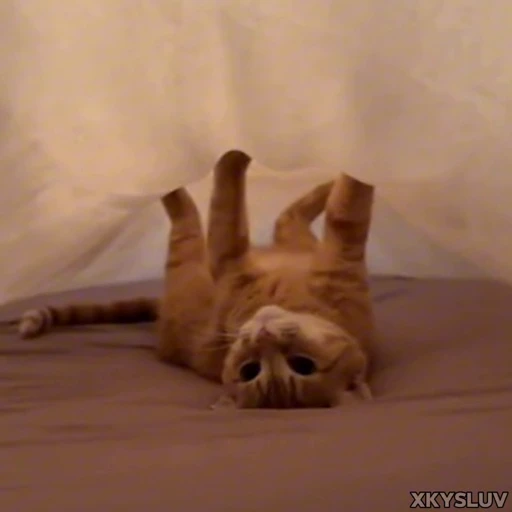 🙃 Стикер «Kittens 4» для Telegram