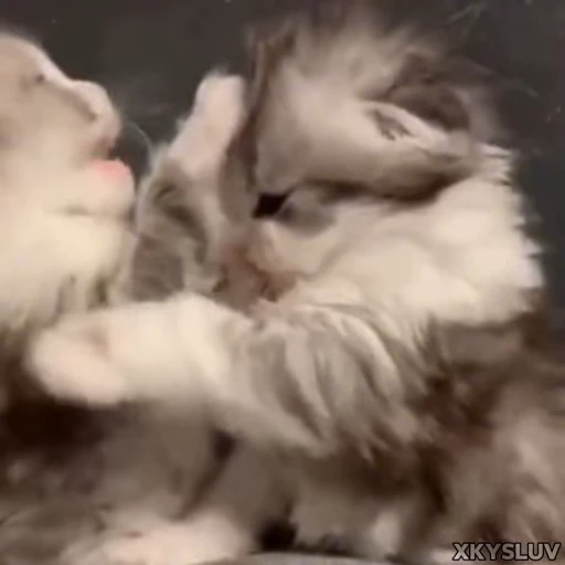 🤍 Стикер «Kittens 4» для Telegram