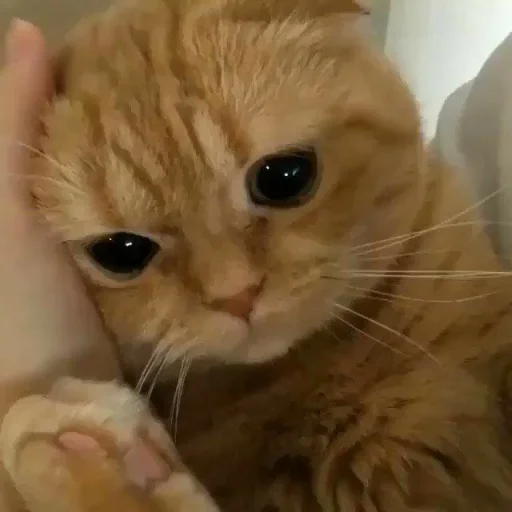 🥺 Стикер «KittensClau» для Telegram
