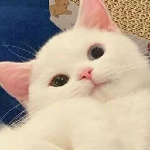 🤨 Стикер «KittensClau» для Telegram