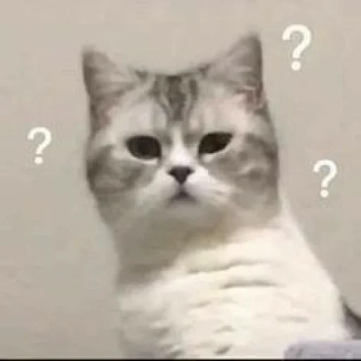 ⁉️ Стикер «KittensClau» для Telegram