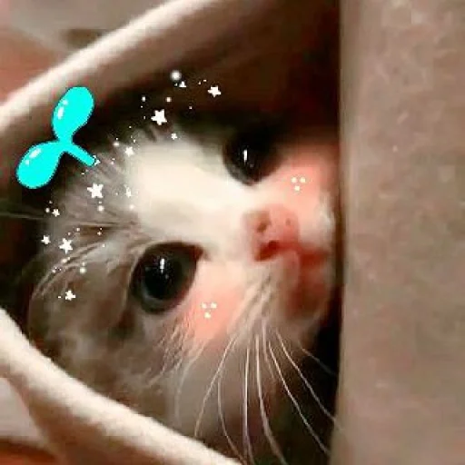 🥺 Стикер «KittensClau» для Telegram