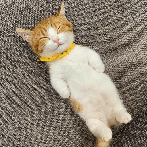 🐾 Стикер «KittensClau» для Telegram