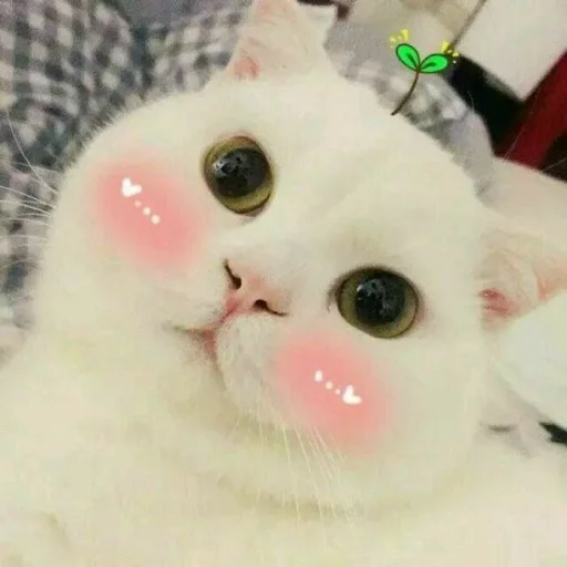 🐾 Стикер «KittensClau» для Telegram