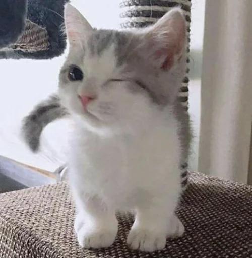 😉 Стикер «KittensClau» для Telegram