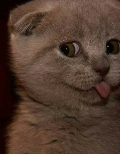 😜 Стикер «KittensClau» для Telegram