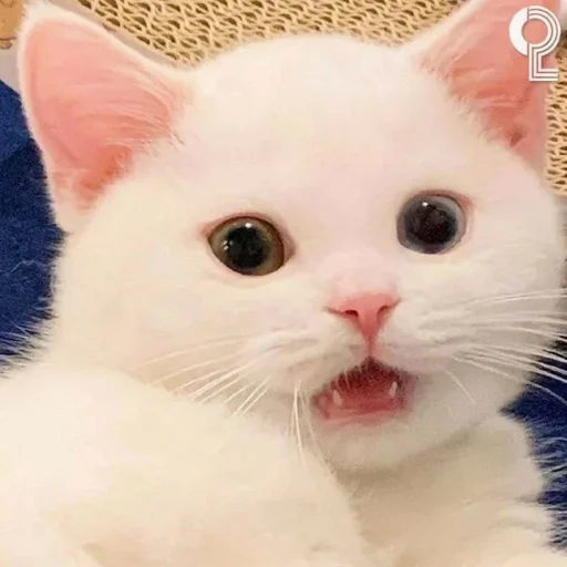 😧 Стикер «KittensClau» для Telegram