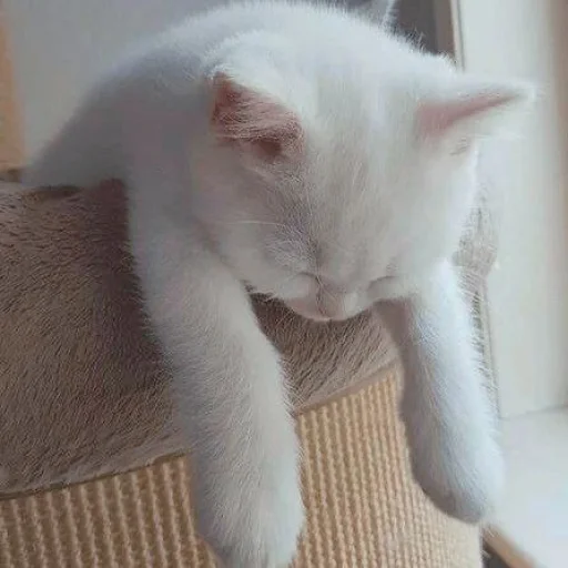 😞 Стикер «KittensClau» для Telegram