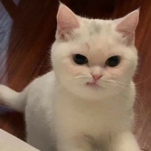 🐾 Стикер «KittensClau» для Telegram