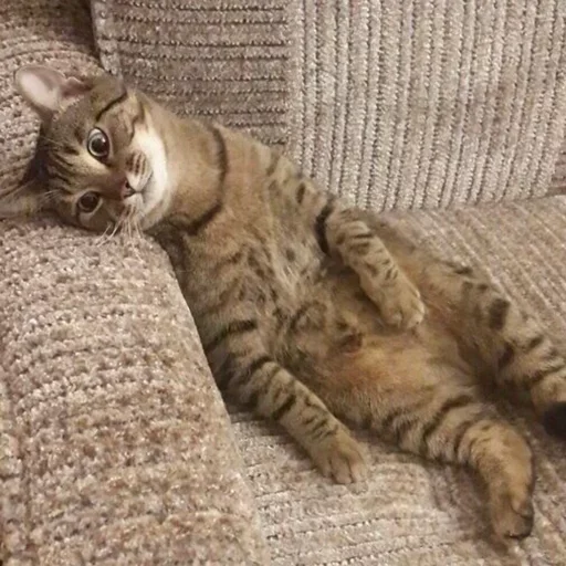 🐾 Стикер «KittensClau» для Telegram
