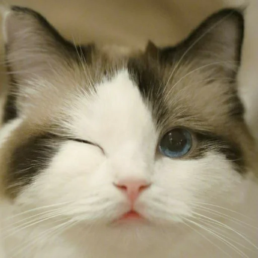 🐾 Стикер «KittensClau» для Telegram