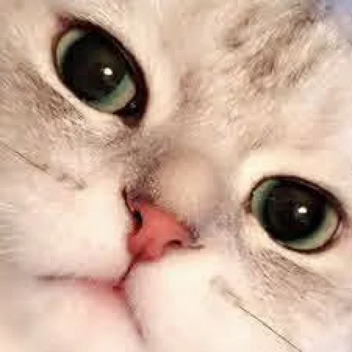 🐾 Стикер «KittensClau» для Telegram