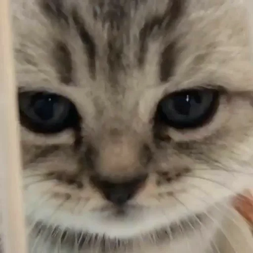 🐾 Стикер «KittensClau» для Telegram