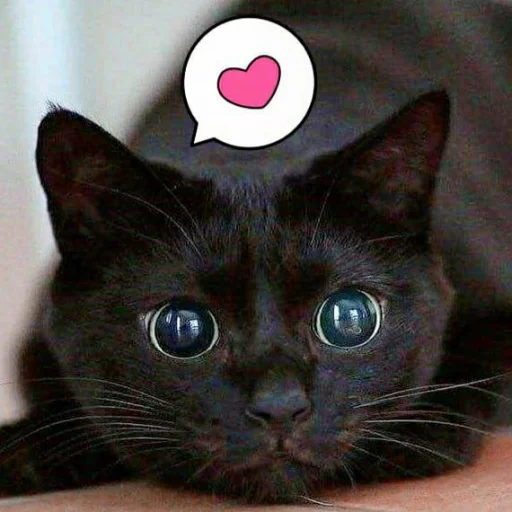 🐾 Стикер «KittensClau» для Telegram