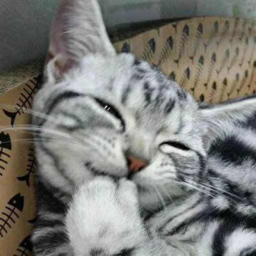🌟 Стикер «KittensClau» для Telegram