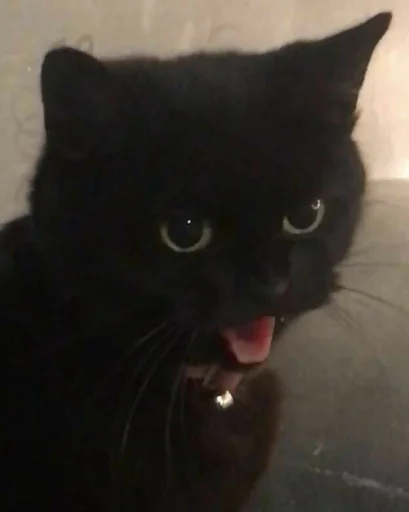 🐾 Стикер «KittensClau» для Telegram