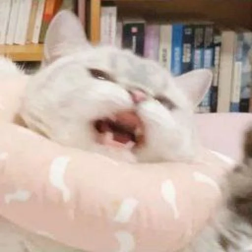🐾 Стикер «KittensClau» для Telegram