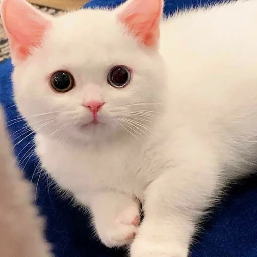 🐾 Стикер «KittensClau» для Telegram
