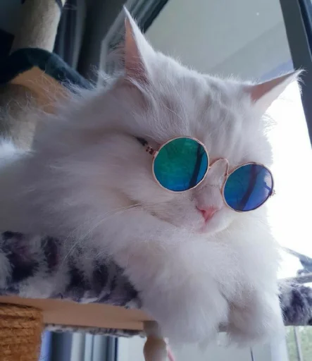 🐾 Стикер «KittensClau» для Telegram
