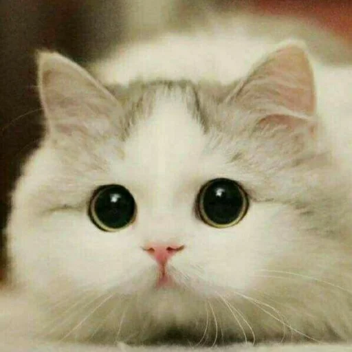 🌟 Стикер «KittensClau» для Telegram