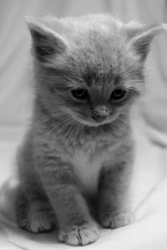 😔 Стикер «KittensClau» для Telegram
