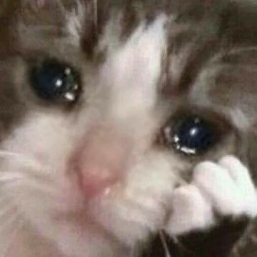 🙁 Стикер «KittensClau» для Telegram
