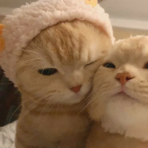 💕 Стикер «KittensClau» для Telegram