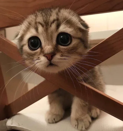 🌟 Стикер «KittensClau» для Telegram
