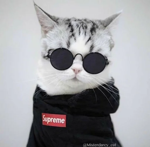 🐾 Стикер «KittensClau» для Telegram