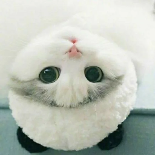 🙄 Стикер «KittensClau» для Telegram