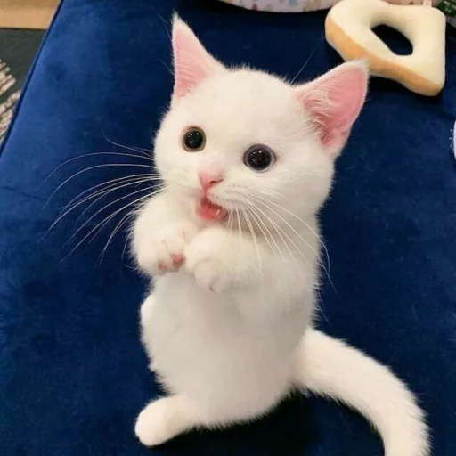 ✨ Стикер «KittensClau» для Telegram