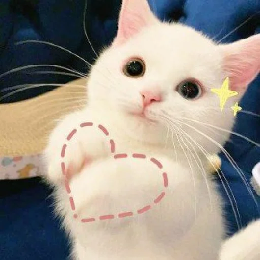 💗 Стикер «KittensClau» для Telegram