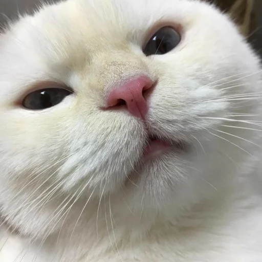 🐾 Стикер «KittensClau» для Telegram