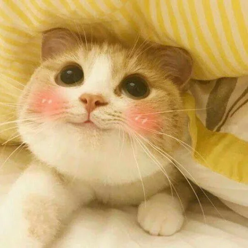 🐾 Стикер «KittensClau» для Telegram