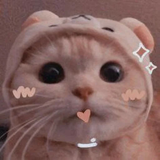🐾 Стикер «KittensClau» для Telegram