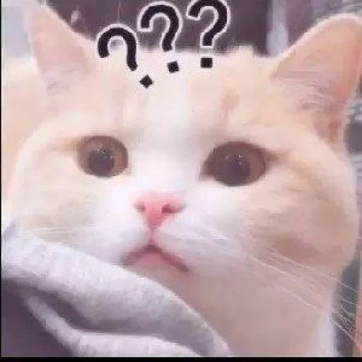 ⁉️ Стикер «KittensClau» для Telegram