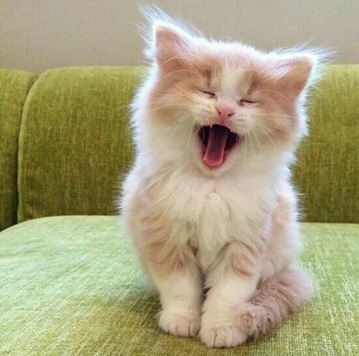 🐾 Стикер «KittensClau» для Telegram
