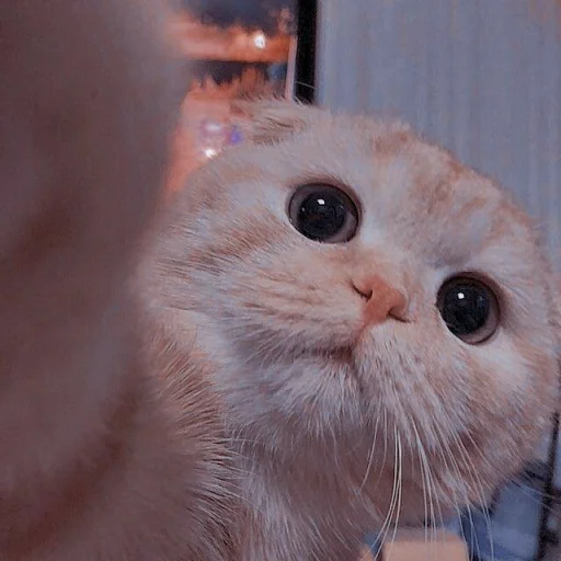🐾 Стикер «KittensClau» для Telegram