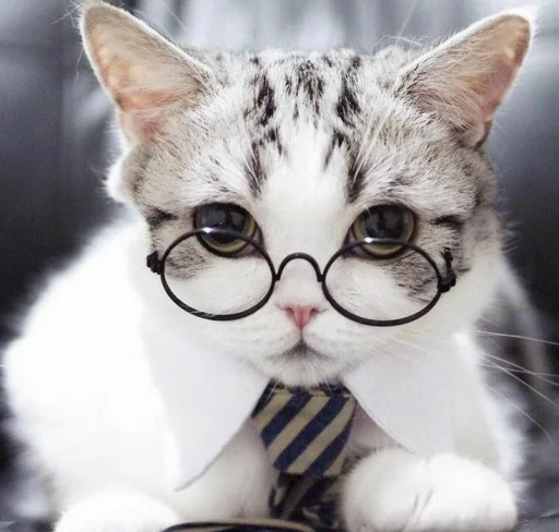 🤓 Стикер «KittensClau» для Telegram