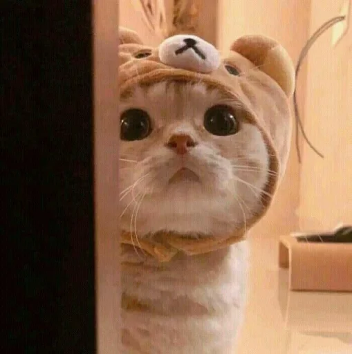🙄 Стикер «KittensClau» для Telegram