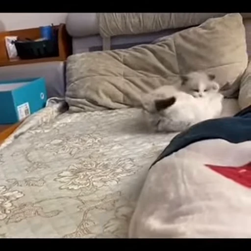 👊 Стикер «kittens» для Telegram