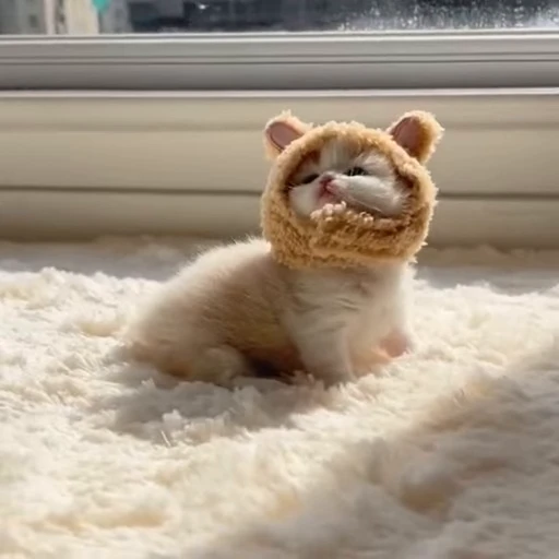 🐰 Стикер «kittens» для Telegram