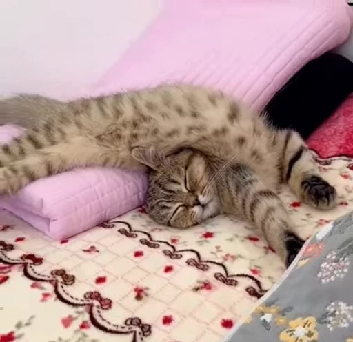 😴 Стикер «kittens» для Telegram