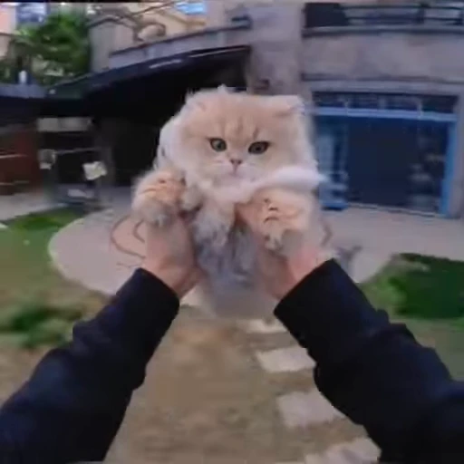 🤲 Стикер «kittens» для Telegram
