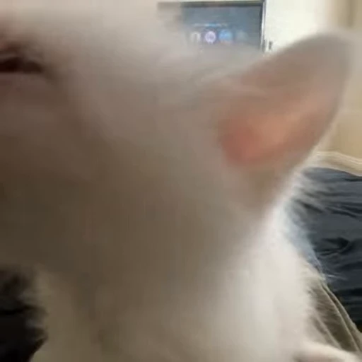 🐽 Стикер «kittens» для Telegram