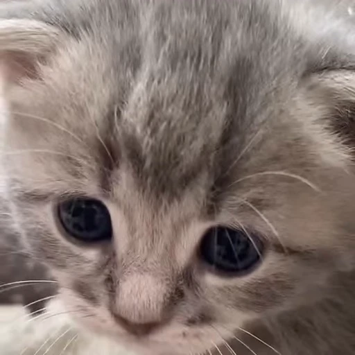 Стикерпак kittens для Telegram