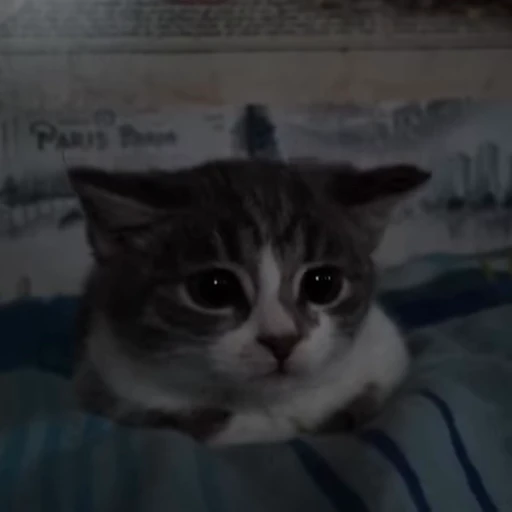 🤨 Стикер «kittens» для Telegram