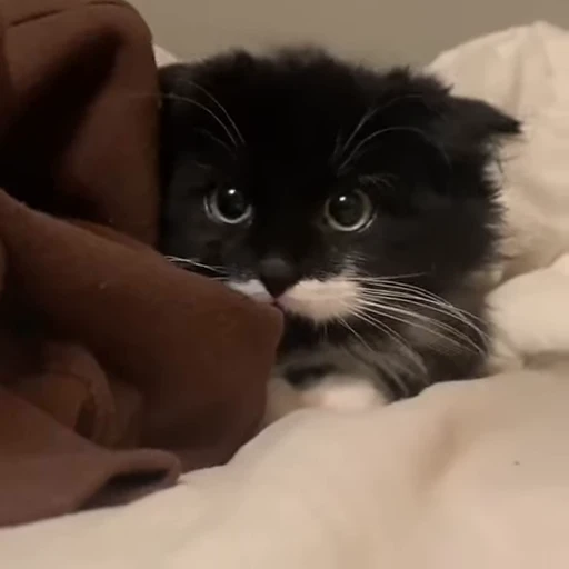 😨 Стикер «kittens» для Telegram